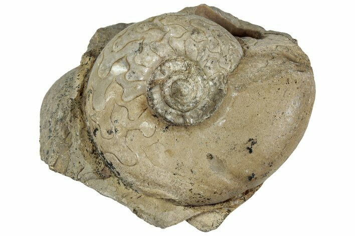 Permian Ammonite (Uraloceras) Fossil - Russia #228160